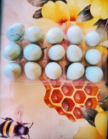 4 Fresh Celadon Quail Fertile Hatching Eggs — product photo