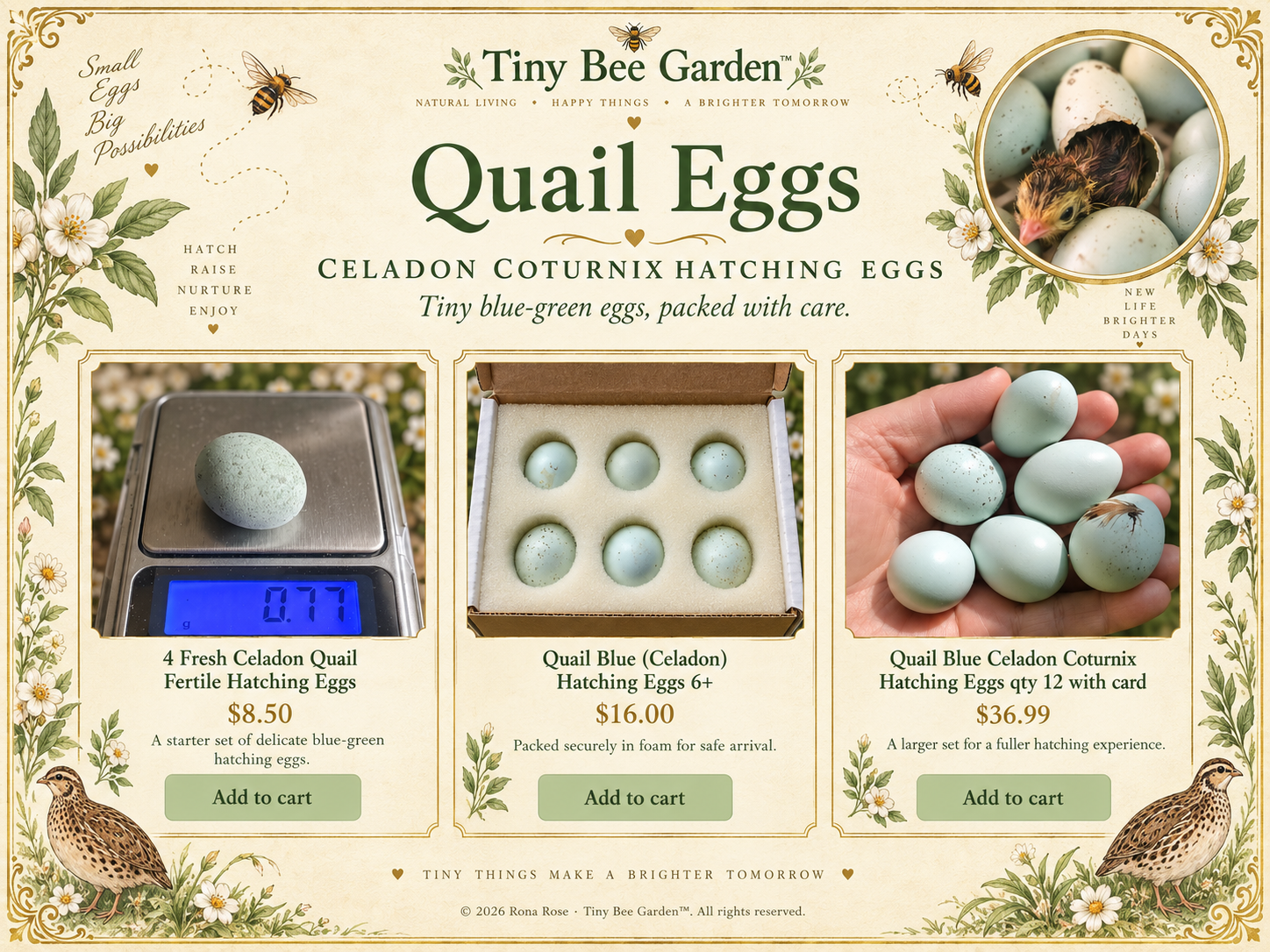 Celadon quail hatching eggs