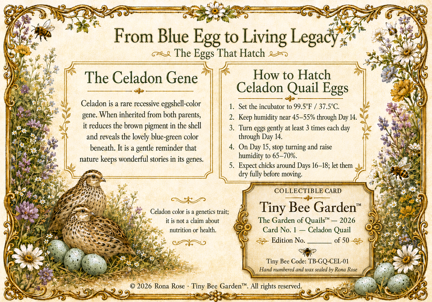 Quail Blue Celadon Coturnix Hatching Eggs qty 12 with card — Back of the card